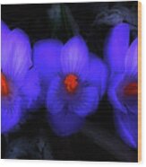 Beautiful Blue Purple Spring Crocus Blooms Wood Print