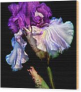 Purple Iris Wood Print