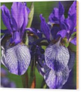 Purple Iris Doubled Wood Print
