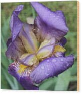 Purple Iris Wood Print