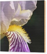 Purple Iris Wood Print