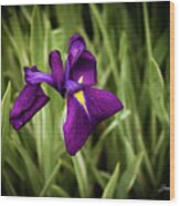 Purple Japanese Iris Wood Print