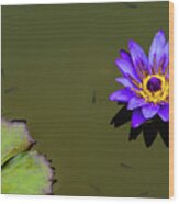 Purple Lily With Tiny Fish Wood Print