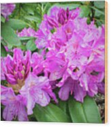Purple Rhododendron Wood Print