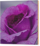 Purple Rose Wood Print