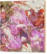 Purple Seaweed In Pacific Grove Wood Print