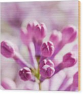 Purple Spring Lilac Flowers Blooming Close-up Wood Print