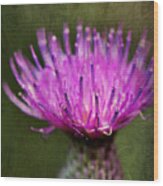 Purple Thistle Plant Print Wood Print