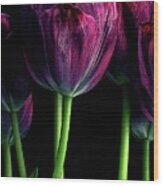 Purple Tulip Wood Print