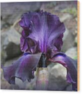 Purple Velvet Iris Wood Print