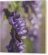 Purple Wildflowers Wood Print