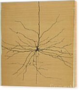 Pyramidal Cell In Cerebral Cortex, Cajal Wood Print