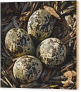 Quartet Of Killdeer Eggs By Jean Noren Wood Print