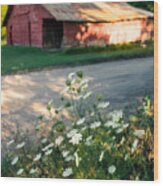 Queen Anne's Lace By The Barn Wood Print