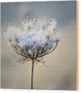 Queen Anne's Lace With Frost Wood Print