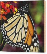 Queen Monarch 3 Wood Print