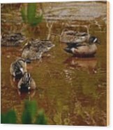 Quiet In The Mangroves Wood Print