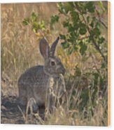 Rabbit On The Prairie Wood Print