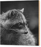 Raccoon 3 Wood Print