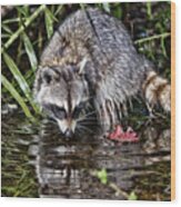 Raccoon Feeding In Water Beside A Red Leaf Wood Print