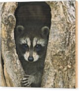 Raccoon Procyon Lotor Baby Peering Wood Print