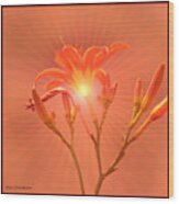 Radiant Square Day Lily Wood Print
