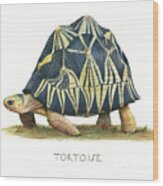 Radiated Tortoise Wood Print