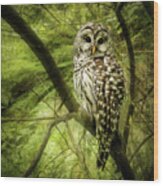 Radiating Barred Owl Wood Print