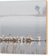 Raft Of Pelicans At Blackwater Nwr Wood Print