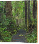 Rain Forest Glow Wood Print