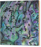 Rainbow Abalone Haliotis Iris Wood Print