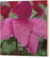 Raindrops On A Flower Wood Print