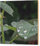 Raindrops On A Rose Leaf Wood Print