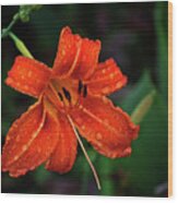 Raindrops On A Day Lily Wood Print