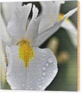 Raindrops On White Iris Wood Print