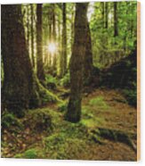 Rainforest Path Wood Print