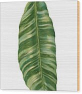 Rainforest Resort - Tropical Banana Leaf Wood Print