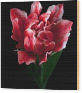 Rare Tulip Willemsoord Wood Print
