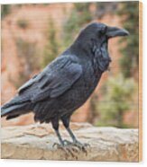 Raven Of The Canyon Wood Print