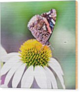 Red Admiral Butterfly On Coneflower Wood Print