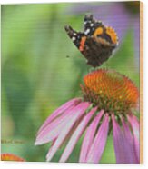 Red Admiral On Cone Flower Wood Print