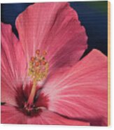 Red And White Hibiscus Wood Print