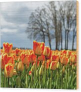 Red And Yellow Color Tulips Wood Print