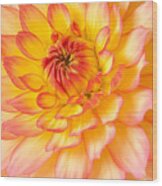 Red And Yellow Dahlia Wood Print