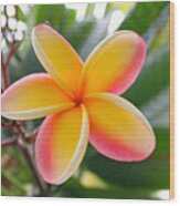Red And Yellow Plumeria Wood Print
