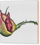 Red And Yellow Rose Bud Wood Print