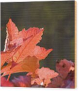 Red Autumn Wood Print