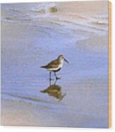 Red-backed Sandpiper Wood Print