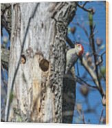 Red-bellied Woodpecker At His Home Wood Print