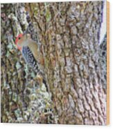 Red-bellied Woodpecker By Bill Holkham Wood Print